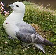 Fulmar boréal