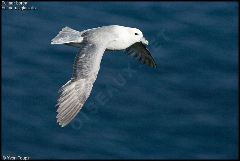 Northern Fulmaradult, Flight