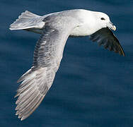 Fulmar boréal