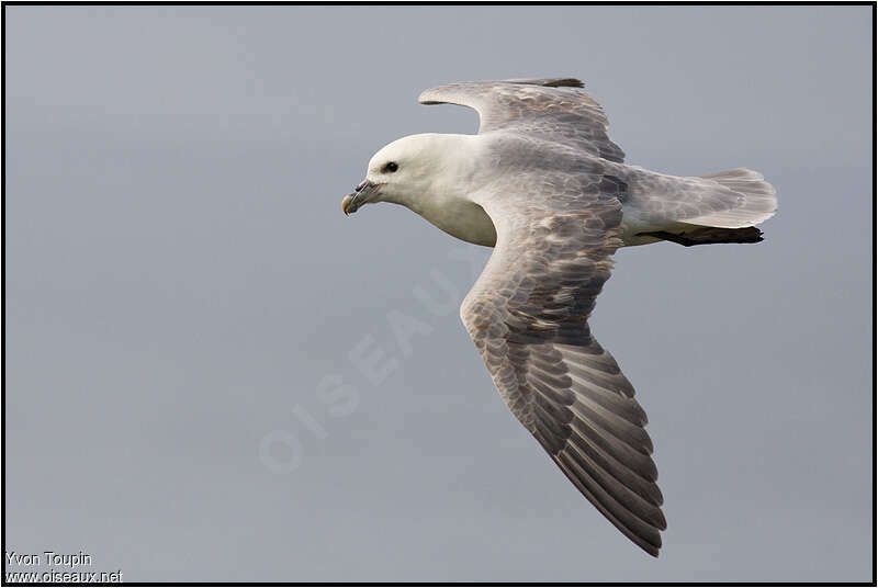 Fulmar boréaladulte, Vol