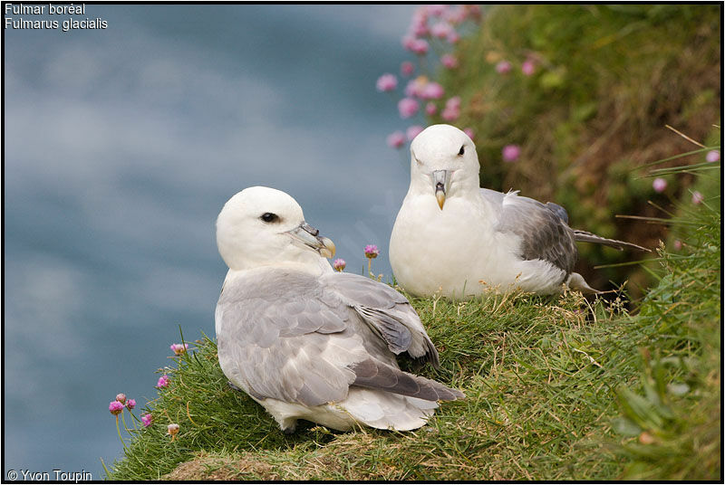 Northern Fulmaradult, identification