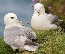 Fulmar boréal