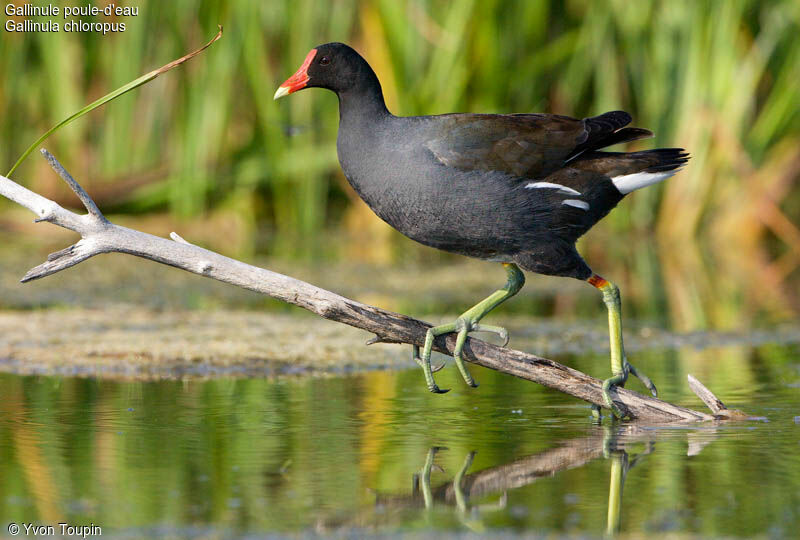 Gallinule poule-d'eau, identification