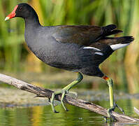 Common Moorhen