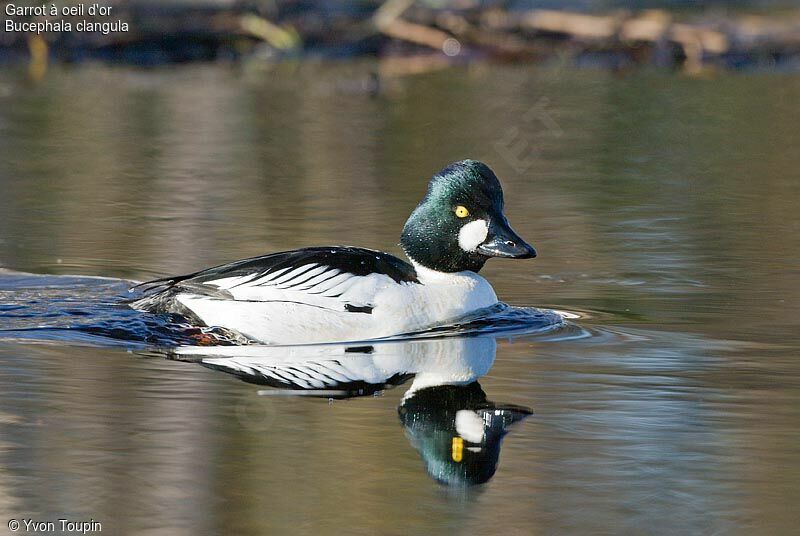 Common Goldeneye male, identification