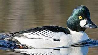 Common Goldeneye