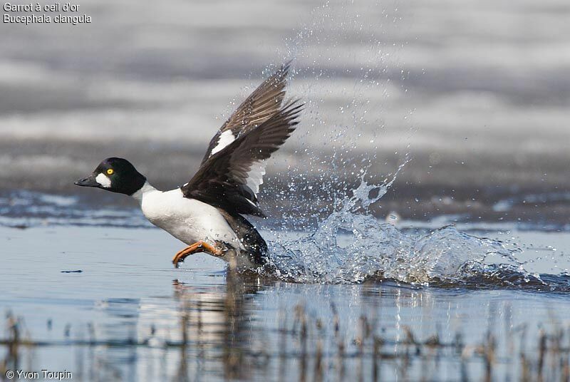 Common Goldeneye male, Flight