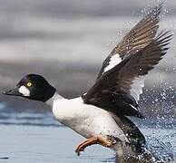 Common Goldeneye