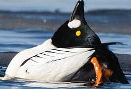 Common Goldeneye