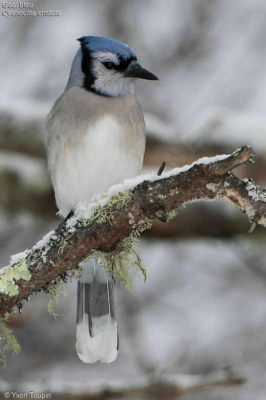 Blue Jay, identification