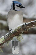 Blue Jay