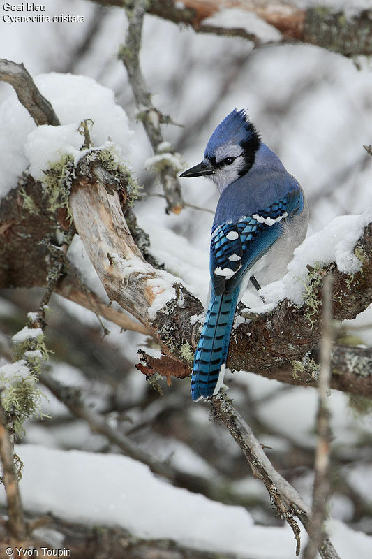 Geai bleu, identification