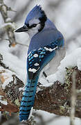 Blue Jay