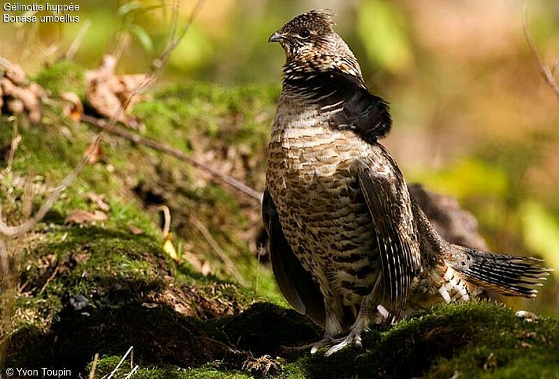 Gélinotte huppée mâle adulte, identification