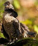 Ruffed Grouse