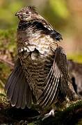 Ruffed Grouse