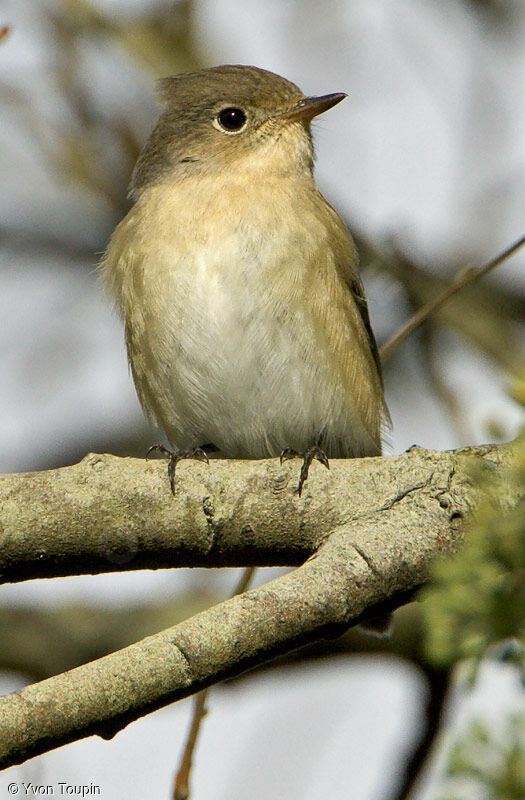 Gobemouche nain, identification