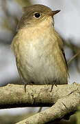 Red-breasted Flycatcher