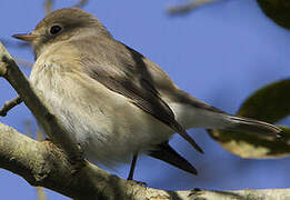 Red-breasted Flycatcher