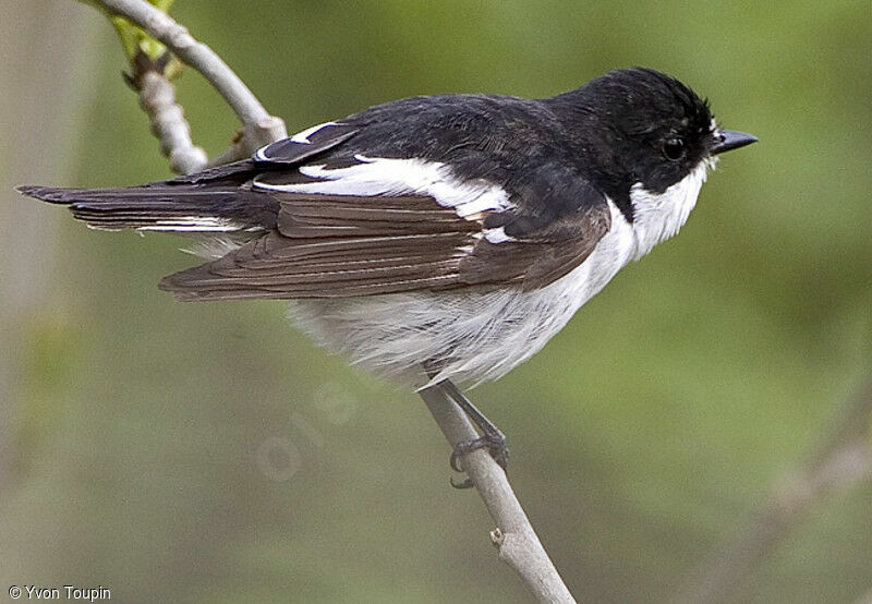 European Pied Flycatcher