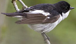 European Pied Flycatcher