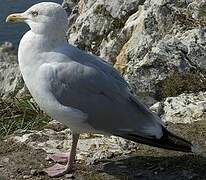 European Herring Gull