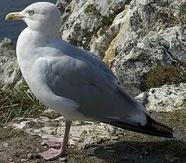 Goéland argenté