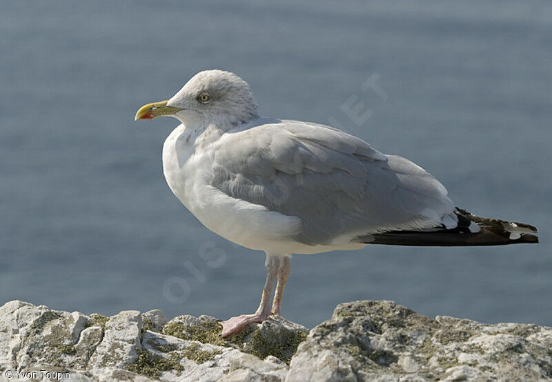 European Herring Gull