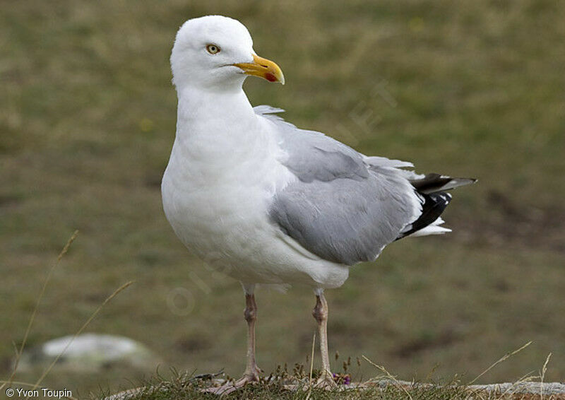 Goéland argenté