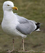 European Herring Gull