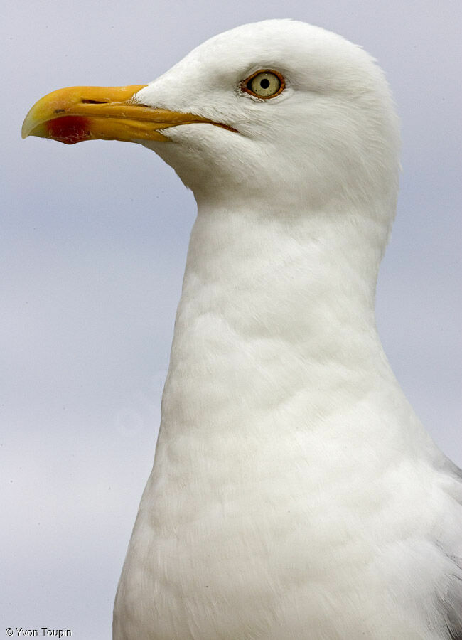 Goéland argenté