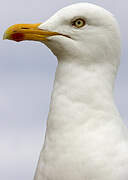 European Herring Gull