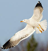 Lesser Black-backed Gull