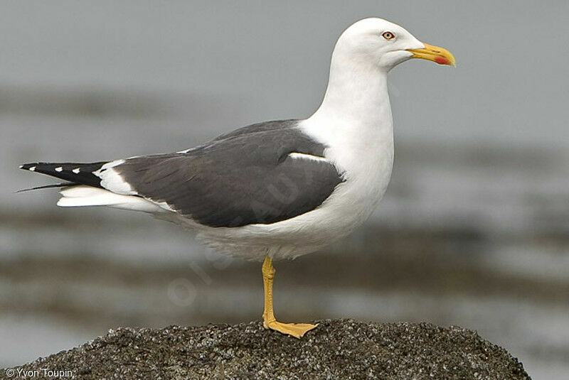 Goéland brun, identification