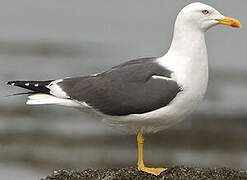 Lesser Black-backed Gull