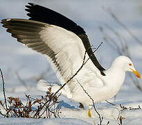 Lesser Black-backed Gull