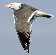 Lesser Black-backed Gull