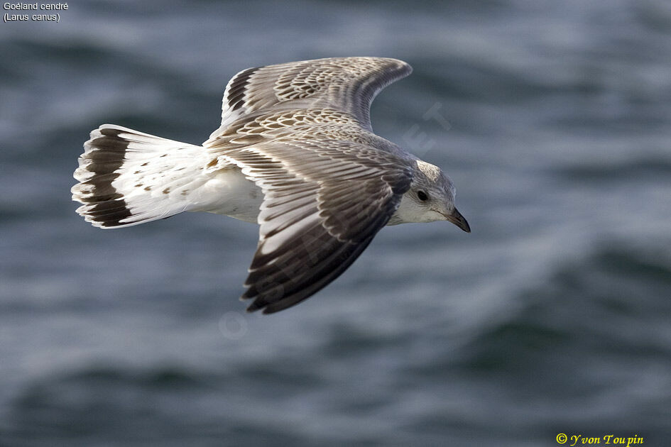 Common Gullimmature, Flight