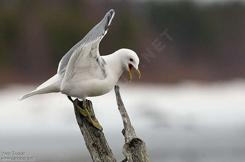 Common Gulladult, Behaviour