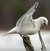 Common Gull