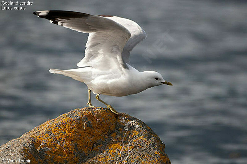 Mew Gull