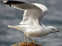 Common Gull