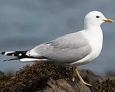 Common Gull