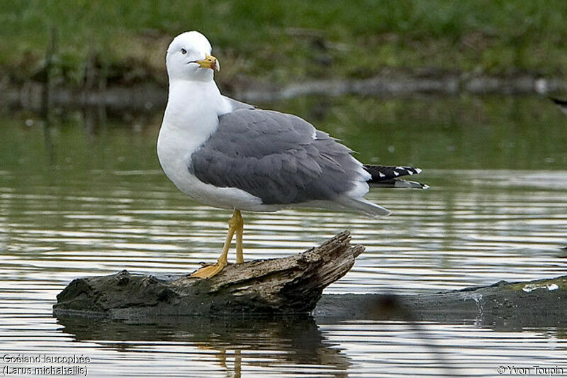 Goéland leucophée, identification