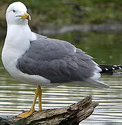 Yellow-legged Gull