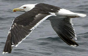 Great Black-backed Gull