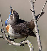 Bluethroat