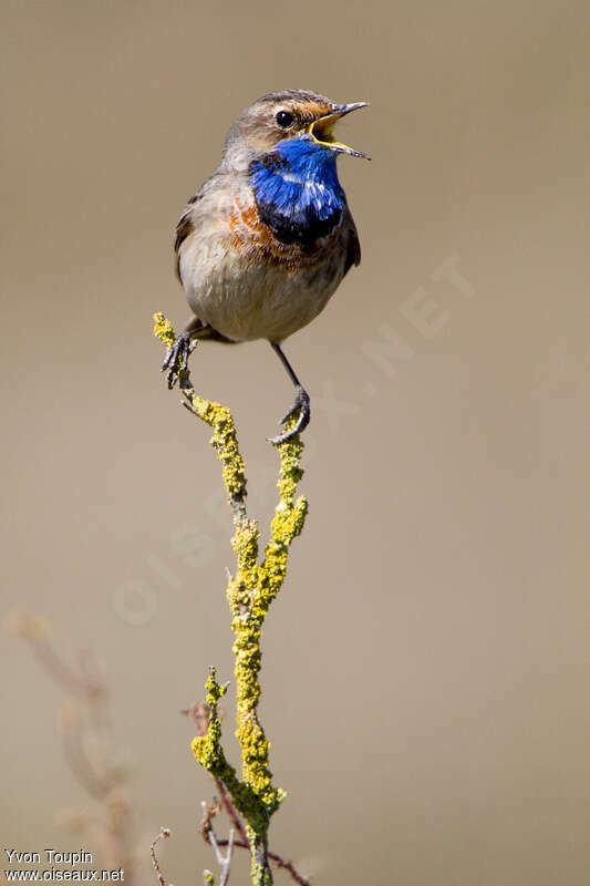 Bluethroat male, song