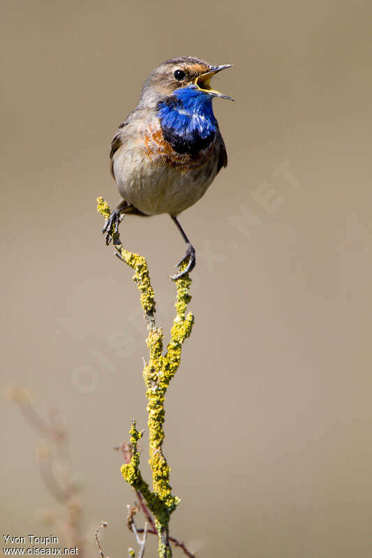 Gorgebleue à miroir mâle, chant