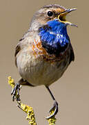 Bluethroat